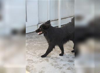 Vorsichtiger, schüchterner Schäferhund Mischlingswelpe Koko sucht DRINGEND ein Zuhause