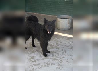 Vorsichtiger, schüchterner Schäferhund Mischlingswelpe Koko sucht DRINGEND ein Zuhause