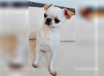 Chihuahua Rüde mit Ahnentafel weiss Kurzhaar
