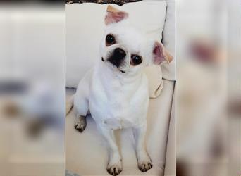 Chihuahua Rüde mit Ahnentafel weiss Kurzhaar