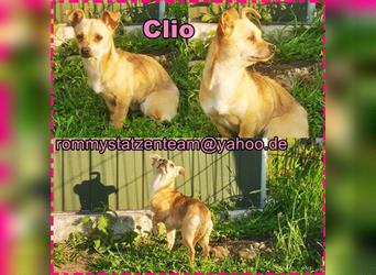 Clio ist ein schüchternes, zartes Hundemädel