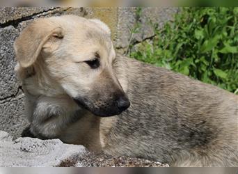 Baki, geb. ca. 12/2021, lebt in GRIECHENLAND, auf einem Gelände, auf dem die Hunde notdürftig versor