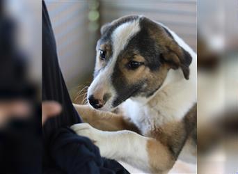 Felia, geb. ca. 12/2021, lebt in GRIECHENLAND, auf einem Gelände, auf dem die Hunde notdürftig verso