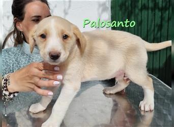 Palosanto 01/22 (ES) - neugierig und welpentypisch verspielt