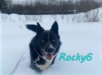 Rocky6 02/20 (RU) - kontaktfreudig und energiegeladen
