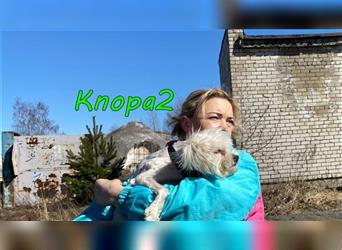 Knopa2 03/19 (RU) - freundlich und anhänglich