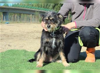 Bailey, Mix Tibet Terrier / Podengo , lieb und verträglich