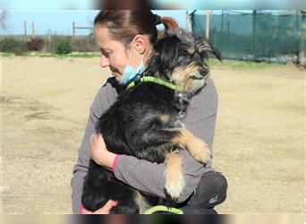 Bailey, Mix Tibet Terrier / Podengo , lieb und verträglich