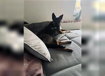 Milo sucht Schäferhund-Menschen
