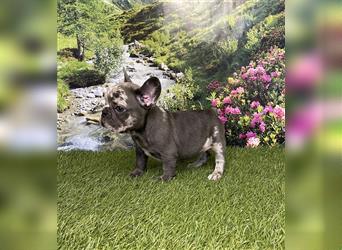 Wunderschöne Französische Bulldog Welpen Lilac Merle, Choco merle, Lilac merle tan