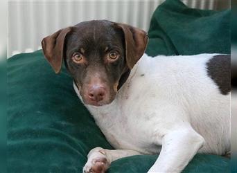 Bo - unkomplizierter Tierschutzhund sucht seine Menschen (in Pflegestelle Berlin)