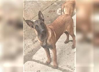 Achtung Malinois Fans – hier kommt Dorothy, 8 Monate