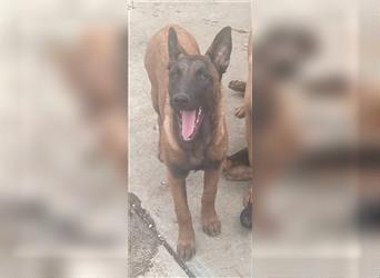 Achtung Malinois Fans – hier kommt Dorothy, 8 Monate