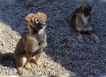 Unser hübscher Hundejunge Jacob möchte auch bei seiner Familie aufwachsen