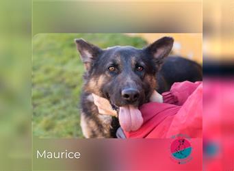 Maurice – Bereit, mit dir die Welt zu entdecken!