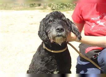 Caju, Mix Portugiesischer Wasserhund, lieb und verträglich