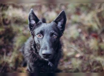 Monte Rüde Kroatischer Schäferhund Mischling  sucht dringend seine Menschen