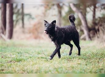 Monte Rüde Kroatischer Schäferhund Mischling  sucht dringend seine Menschen