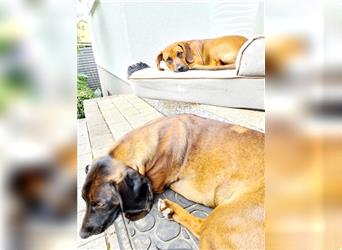 Hündin Tessa Hannovscher Schweißhund Mischling sucht ihre Familie