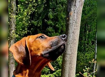 Hündin Tessa Hannovscher Schweißhund Mischling sucht ihre Familie