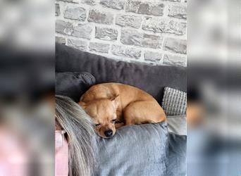 Leo - Kleiner süßer Racker, am liebsten Einzelhund, sucht seine Familie