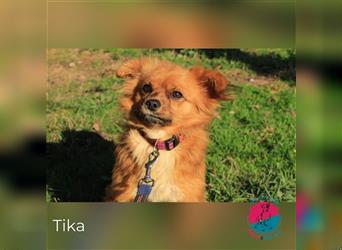 Tika – Kleine Kämpferin sucht Zuhause zum Ankommen