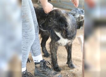 Pamela, geb. ca. 05/2021, lebt in GRIECHENLAND, auf einem Gelände, auf dem die Hunde notdürftig vers