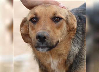Merle, geb. ca. 12/2020, lebt in GRIECHENLAND, auf einem Gelände, auf dem die Hunde notdürftig verso