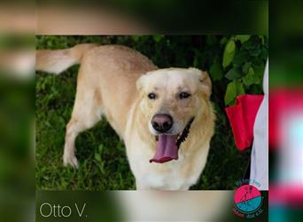 Otto V. – fröhlicher Labrador-Mischling sucht sein Zuhause