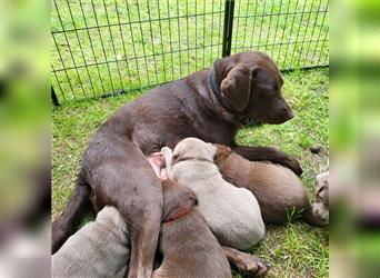 5 reinrassige Labradorwelpen Braun und Silber mit Papieren zu verkaufen