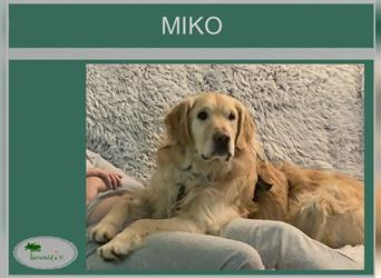Miko ist in Deutschland auf Pflegestelle und wartet auf Ihren Besuch.