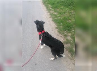 AUSTIN - der Hundebub mit den sanften Rehaugen sucht sein großes Glück