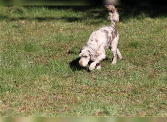 Labradoodle / Tollerdoodle / MultiGendoodle / Perfekte Familienhunde