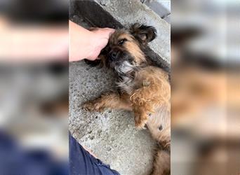Bonnie - kleine Terrier-Mischlingshündin / befindet sich zur Zeit noch in Rumänien