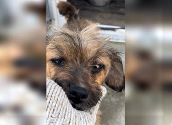 Bonnie - kleine Terrier-Mischlingshündin / befindet sich zur Zeit noch in Rumänien