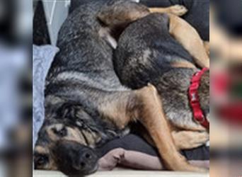 BORYA- sucht Familie mit Hundegesellschaft