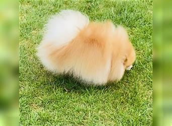 Wunderschöne Zwergspitz Pomeranian
