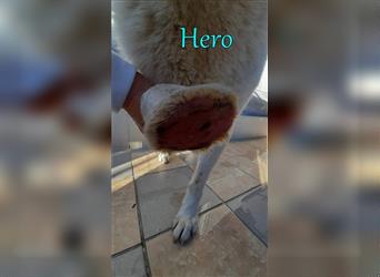 Hero 04/18 (DE) - liebenswerter Held sucht Für-Immer-Körbchen