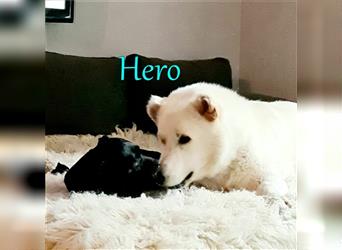 Hero 04/18 (DE) - liebenswerter Held sucht Für-Immer-Körbchen