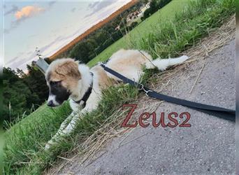 Zeus2 02/22 (GR) - DRINGEND - welpentypisch verspielt und neugierig