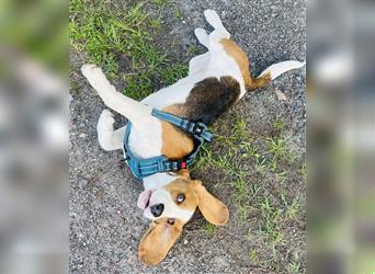 Zuckersüßer 6 Monate alter reinrassiger Beagle Welpe abzugeben!