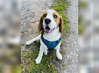 Zuckersüßer 6 Monate alter reinrassiger Beagle Welpe abzugeben!
