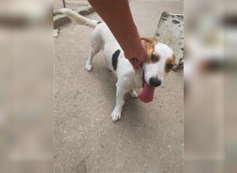 Aktive Beagle-Mix-Dame (M-10) sucht Pflege- oder Endstelle