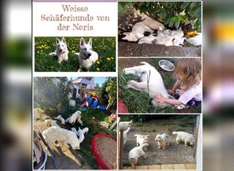 Weisser Schäferhund Welpe aus verantwortungsvoller Familienzucht mit Papiere
