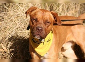 Duke (Spanien) - ein Hund für Kenner und Könner
