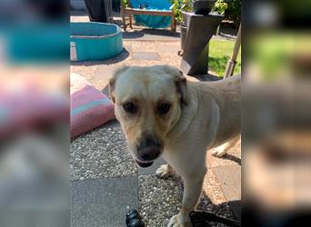 Lory, temperamentvolle Labrador Kuschelmaus sucht ihr Zuhause