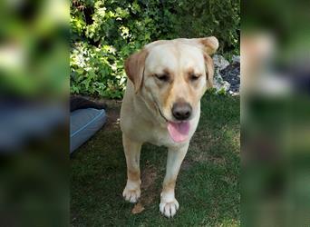 Lory, temperamentvolle Labrador Kuschelmaus sucht ihr Zuhause