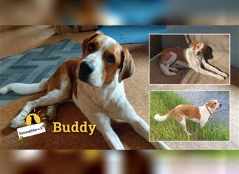 Buddy - Rüde in Deutschland