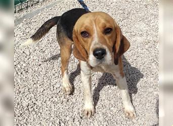 Rüde Bigi Beagle Mischling sucht liebe Menschen für immer