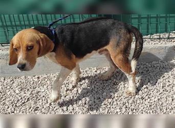 Rüde Bigi Beagle Mischling sucht liebe Menschen für immer